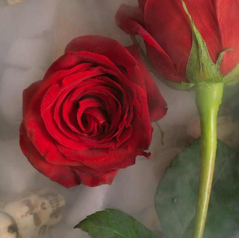 Video art juxtaposes the delicate beauty of a vibrant red rose, symbolizing love and passion, against a haunting backdrop of ethereal skulls.
