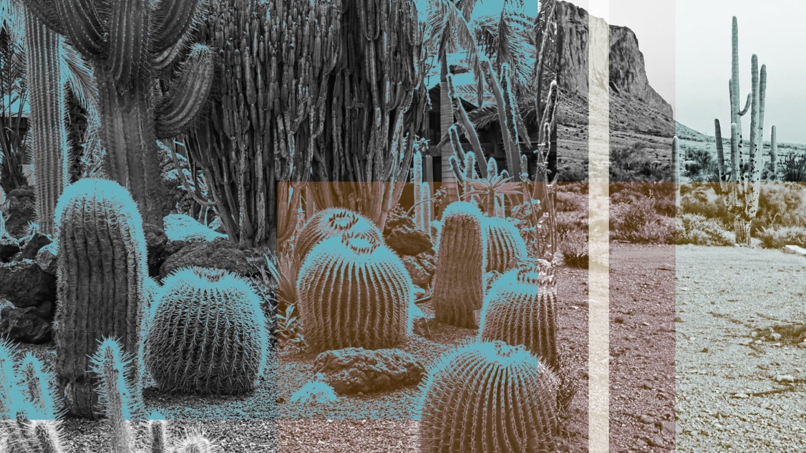 Peel and stick wallpaper collection showcasing desert landscapes and themes; perfect for vacation rentals. 