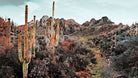 Saguaro Spectrum-Peel and Stick Wallpaper